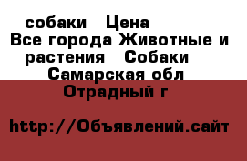 собаки › Цена ­ 2 500 - Все города Животные и растения » Собаки   . Самарская обл.,Отрадный г.